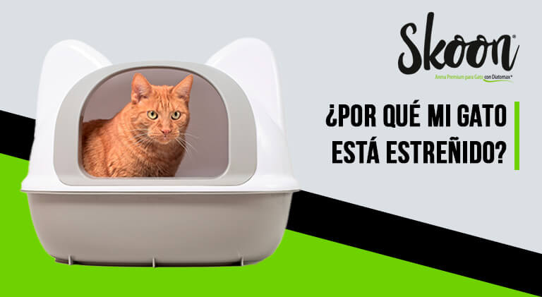 mi gato esta estreñido