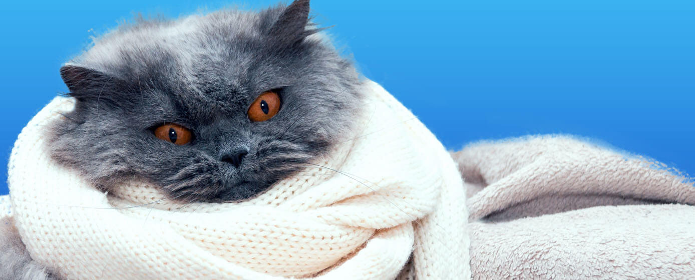 proteger a los gatos del frío
