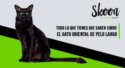 gato oriental