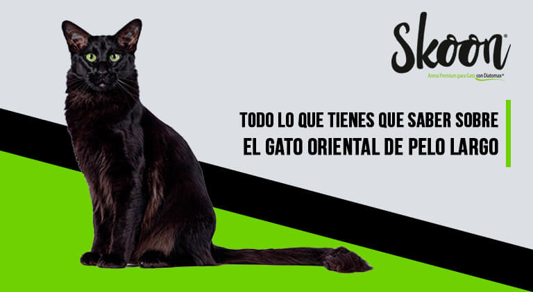 gato oriental