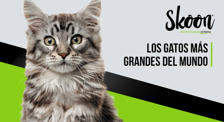 ¿Cuáles son los gatos más grandes del mundo?