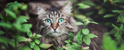 gatos son más independientes