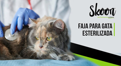 ¿Cómo hacer una faja para gata esterilizada?