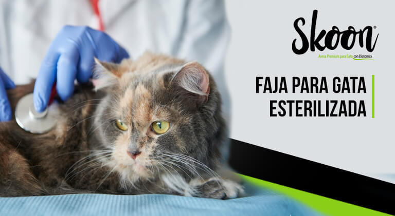 ¿Cómo hacer una faja para gata esterilizada?