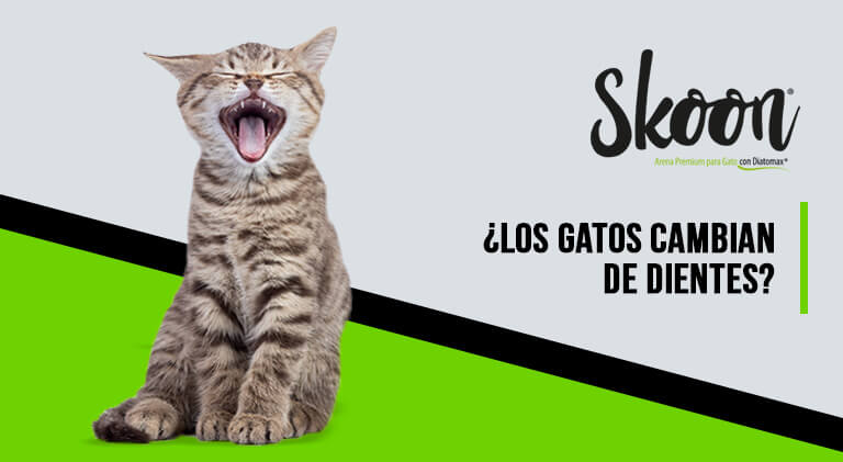 los gatos cambian de dientes_