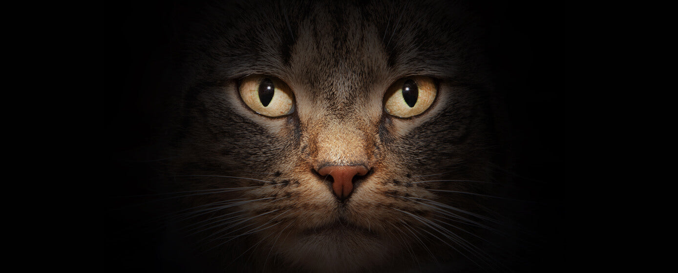 por qué los gatos son místicos