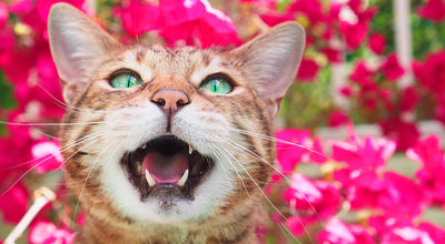 maullidos de los gatos y su significado