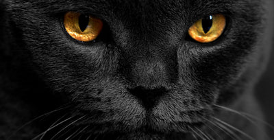 por qué los ojos de las gatos brillan