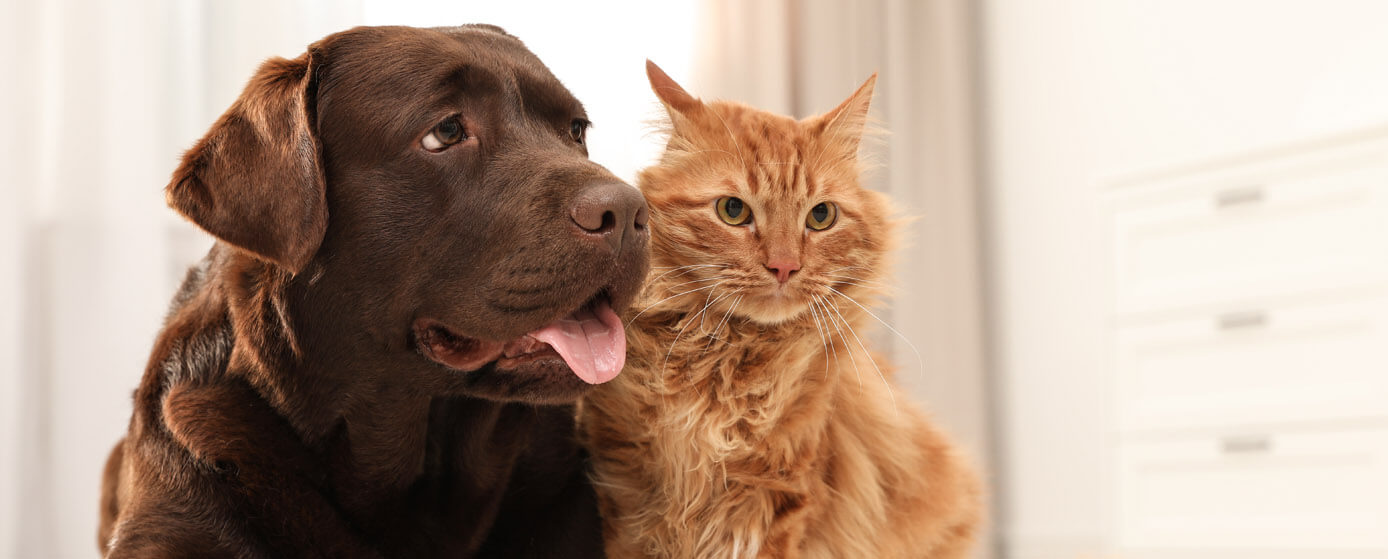 qué prefieren las personas perros o gatos