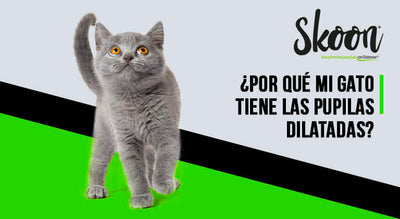 por que mi gato tiene pupilas dilatadas