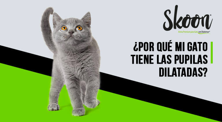 por que mi gato tiene pupilas dilatadas