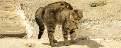 razones por las que se erizan los gatos