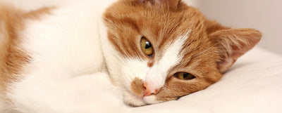 problemas urinarios en los gatos tratamiento