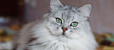 razas de gatos en el mundo