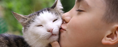 cómo saber si tu gato es feliz