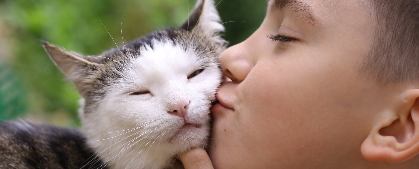 cómo saber si tu gato es feliz