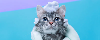 se puede bañar a un gato