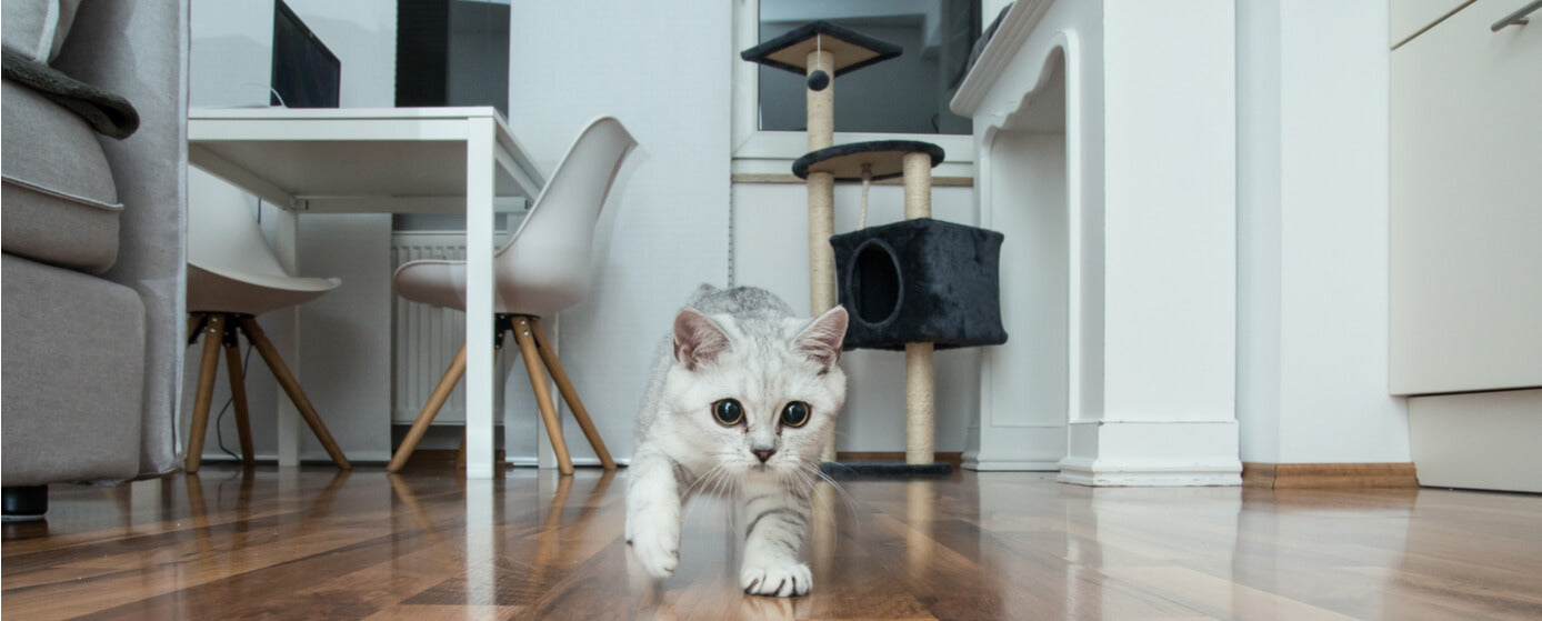 Tu gato se queda solo