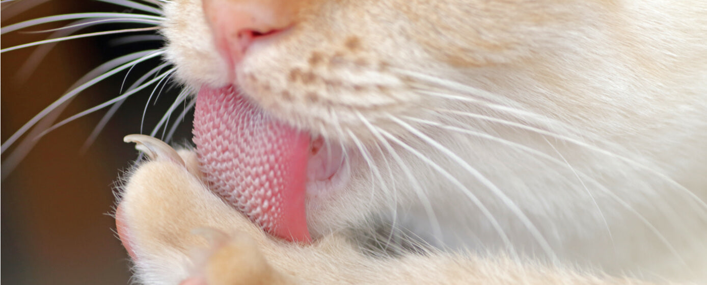 lengua de los gatos