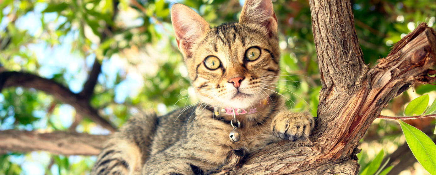 Los gatos aman las alturas