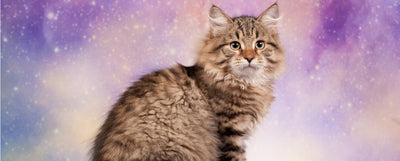 La sabiduría de los gatos y comunicación con sus dueños