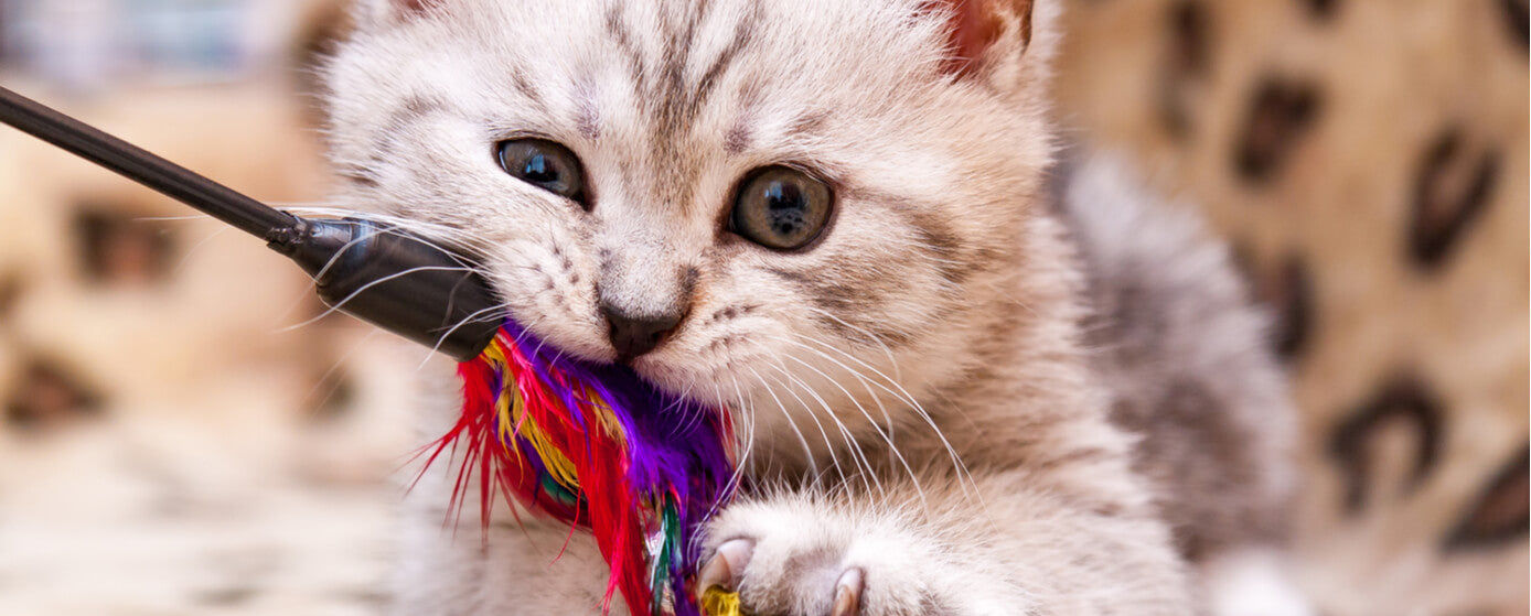 Juguetes para tu gato