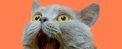 Gato sorprendido