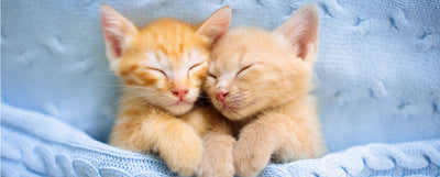 Gatos pequeños dormidos