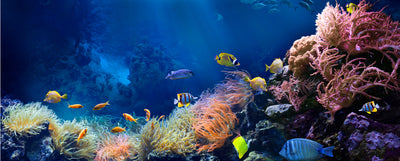 Océanos, arrecife y peces