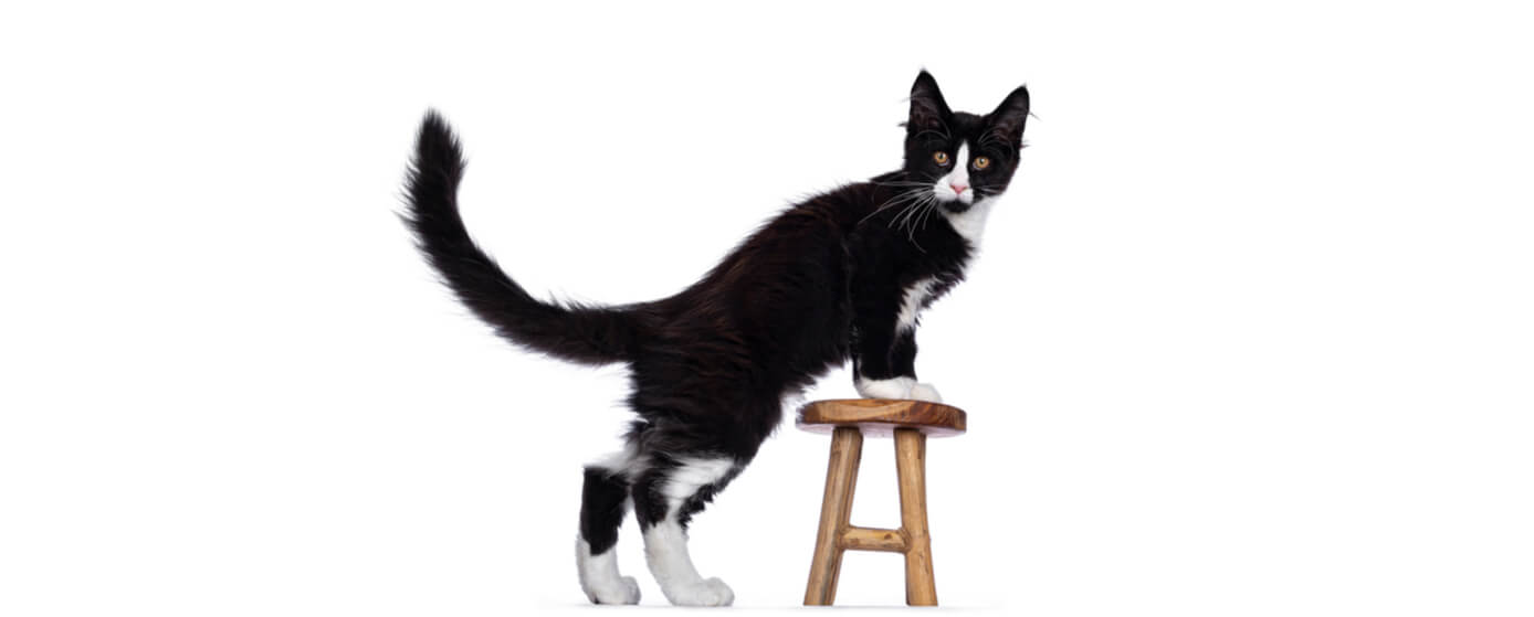 Los gatos se comunican con la cola