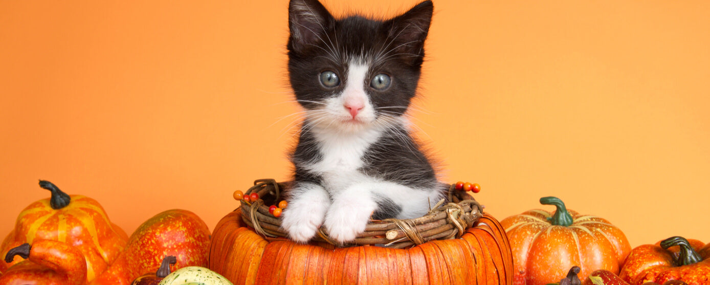 Octubre el mes para festejar a los animales