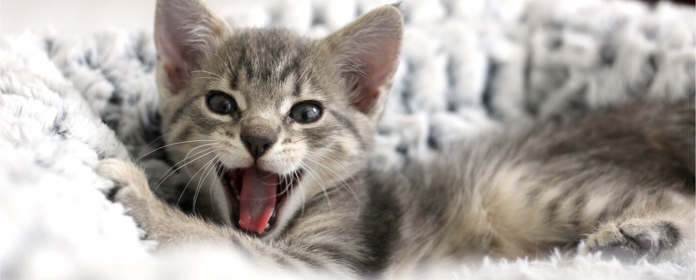 Gato feliz