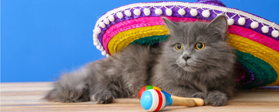Así dan el grito los gatos