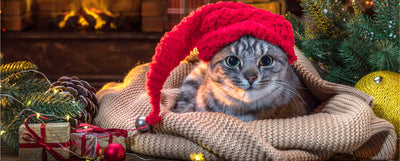 tóxico para tu gato navideño