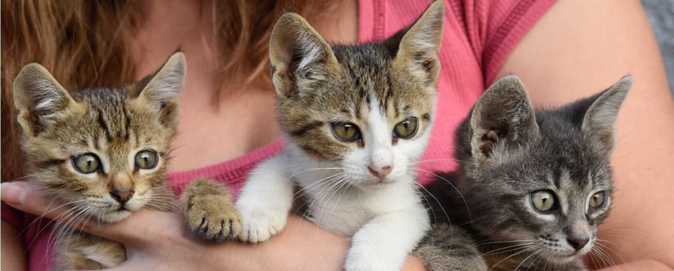 Adopción de gatos