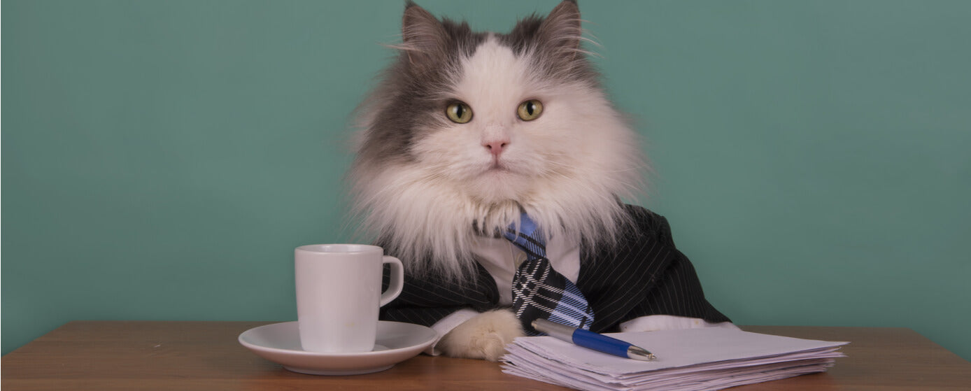 Llevar tu mascota al trabajo