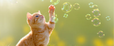 Golpe de calor en tu gatito