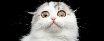 Los mejores memes de gatos de la web