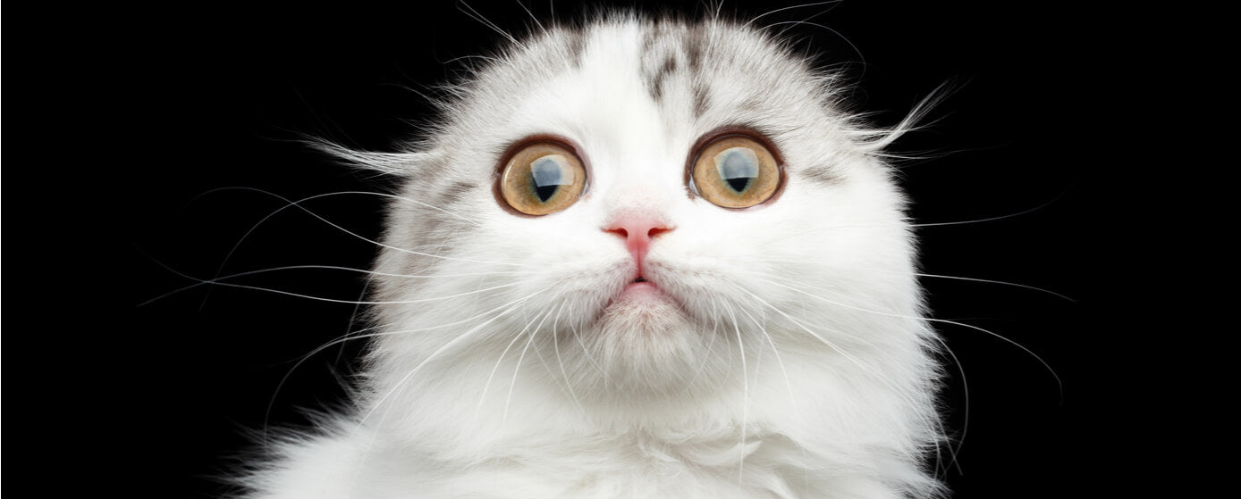 Los mejores memes de gatos de la web