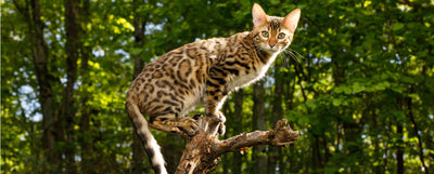 Mini leopardo doméstico: curiosidades y cuidados