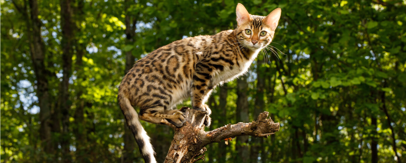 Mini leopardo doméstico: curiosidades y cuidados