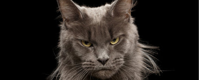 Cosas que odian los gatos