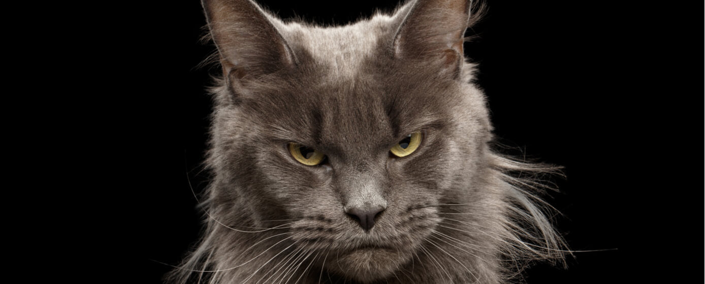 Cosas que odian los gatos