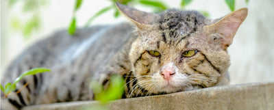 Envejecimiento en los gatos