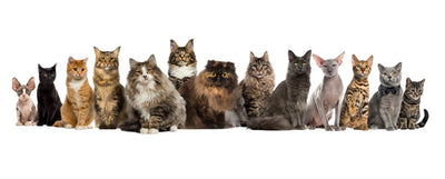Razas de gato en el mundo