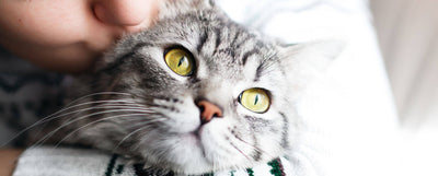 comprar la arena para gatos de Skoon