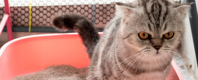 Entrena a tu gatito para usar un arenero con Skoon®