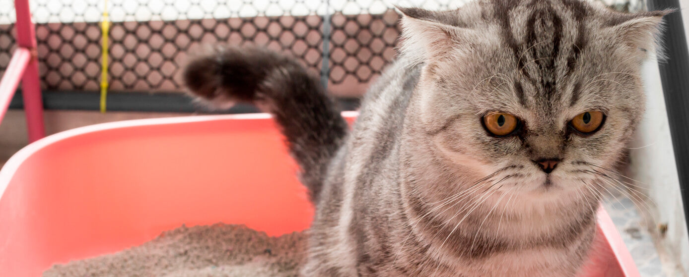 Entrena a tu gatito para usar un arenero con Skoon®