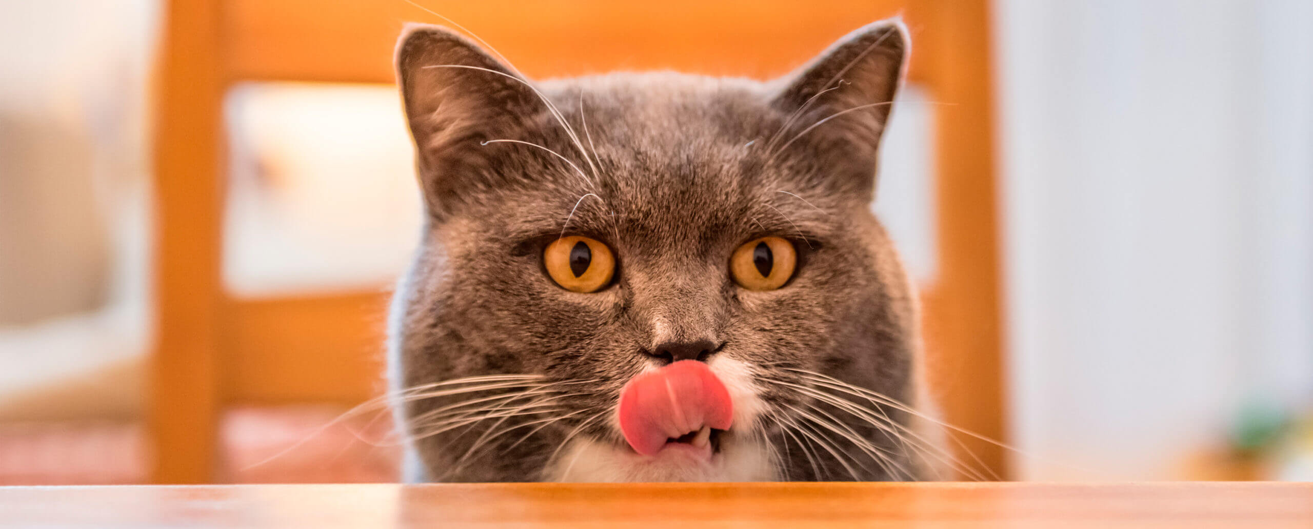¡Espera, nunca le des de comer estos alimentos a tu gato!