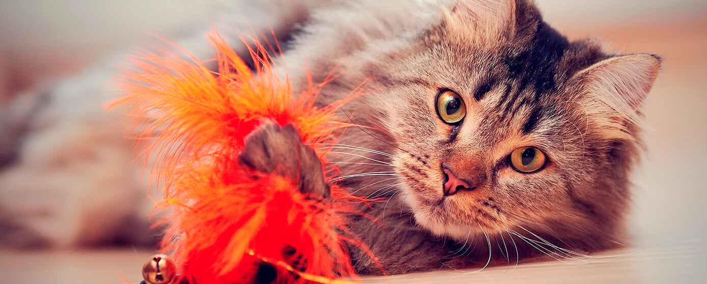 5 juguetes para divertir a tu gato